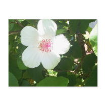 White Hibiscus Postcard