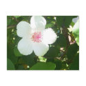 White Hibiscus Postcard by sunsett76 White Hibiscus Postcard