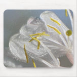 White honeysuckle flower (in Plastic)