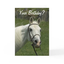 White Horse Birthday Card