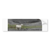 White Horse bumper stickers