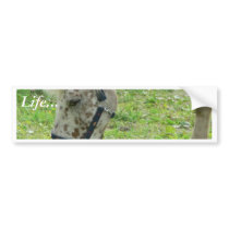 White Horse Close Up bumper stickers by lifesphere White Horse Close Up bumper stickers