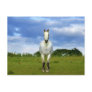 White horse close up post cards