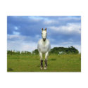 White horse close up postcards by imagineallart White horse close up postcards