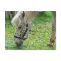 White Horse Close Up postcards by lifesphere White Horse Close Up postcards