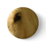 White Horse Closeup Pinback Buttons