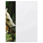 White Horse Closeup flyers