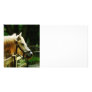 White Horse Closeup Customized Photo Card