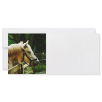 White Horse Closeup Rack Cards