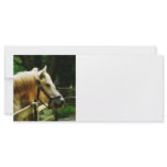 White Horse Closeup Rack Cards