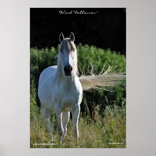 White Horse Equine Photo Poster