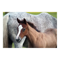 White Horse Foal Art Poster