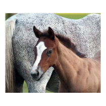 White Horse Foal Art Print