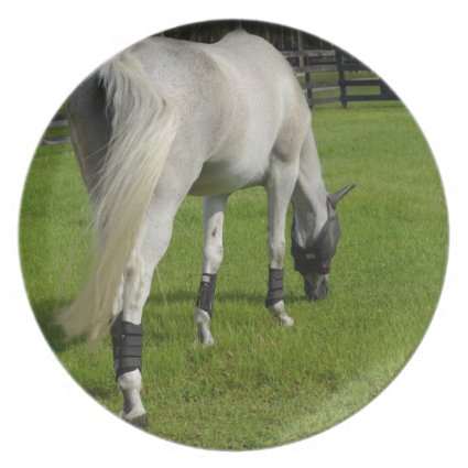 white horse grazing head down in grass party plate