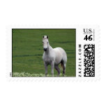 White Horse in Field Stamp