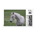 White Horse in Field Stamps