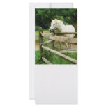 White Horse in Paddock Custom Rack Cards