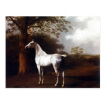 White Horse in Pasture Post Cards