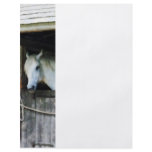 White Horse in Stable flyers