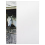 White Horse in Stable Letterhead