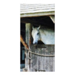 White Horse in Stable Custom Photo Card