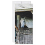 White Horse in Stable Custom Rack Card