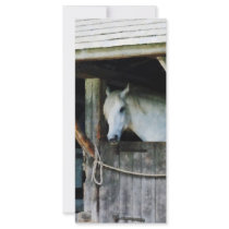 White Horse in Stable Custom Rack Card