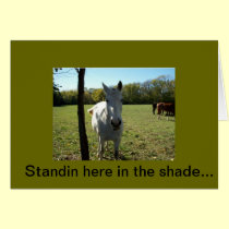 white horse in the shade photo by Gwen Billips cards