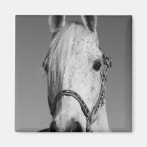 White Horse Magnet