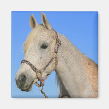 White Horse Magnet