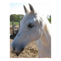 White Horse Photo posters