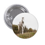 White horse pinback button