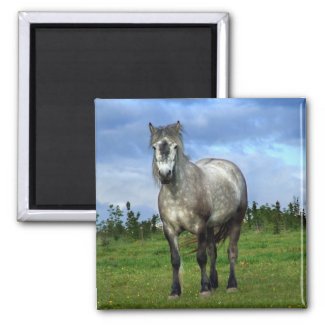 White horse portrait magnet