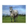 White horse portrait post cards