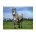 White horse portrait postcards by imagineallart White horse portrait postcards