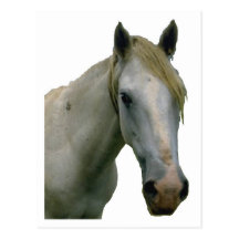 White Horse Post Card