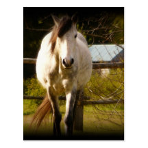 White Horse Post Cards