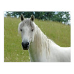 White Horse Post Cards