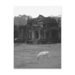White Horse Post Cards
