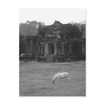 White Horse postcards by Little_Fish_Travel White Horse postcards