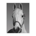 White Horse Postcard