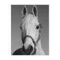 White Horse Postcard