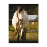 White Horse Post Cards
