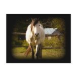 White Horse Postcard