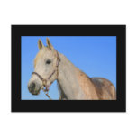 White Horse Postcard