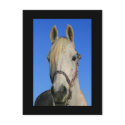 White Horse Postcard
