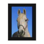 White Horse Postcard