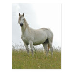 White Horse Postcard
