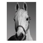 White Horse Postcard