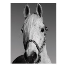 White Horse Postcard